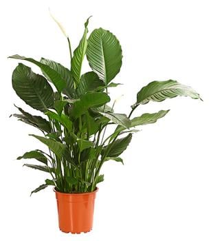 Einblatt - Spathiphyllum wallisii 'Silvana'