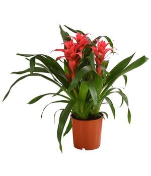 Bromelie - Bromeliaceae, verschiedene Farben