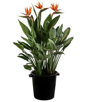Paradiesvogelblume von Dehner, Orange / Lila