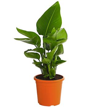 Weiße Strelitzie - Strelitzia alba von Dehner, Dunkelgrün