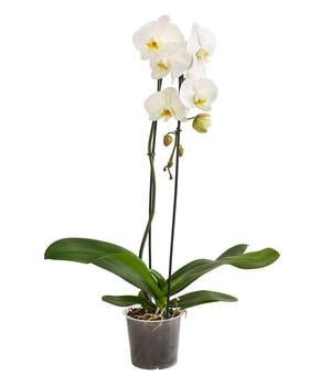 Schmetterlingsorchidee - Phalaenopsis cultivaris 'Cascade'