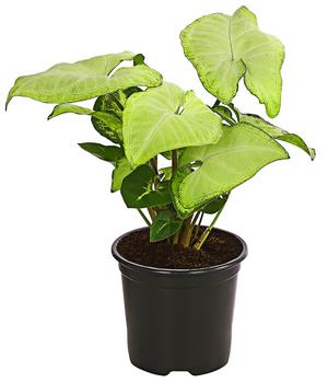 3 x Purpurtute - Syngonium cultivars 'White Butterfly' von Dehner, Grün, Hellgrün, Creme - Mindestbestellmenge: 3 Stk.