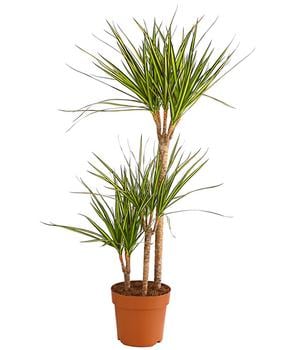 Drachenbaum - Dracaena marginata 'Sunray' von Dehner, Bunt, Hellgrün, Dunkelrot