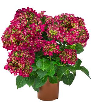 Hortensie - Hydrangea macrophylla 'Francy Lila'