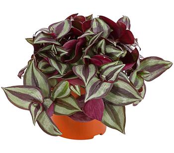 3 x Dreimasterblume - Tradescantia zebrina 'Pink Joy' von Dehner, Grün, Lila - Mindestbestellmenge: 3 Stk.
