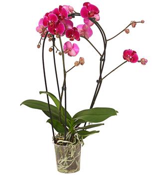 Schmetterlingsorchidee - Phalaenopsis cultivars 'Crossing', verschiedene Farben