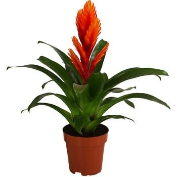 Vriesea - Bromelia cultivars 'Intenso Orange'