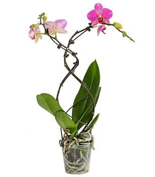 Schmetterlingsorchidee - Phalaenopsis cultivars 'Twister', verschiedene Farben