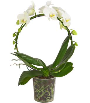 Schmetterlingsorchidee - Phalaenopsis cultivars, Bogen, verschiedene Sorten