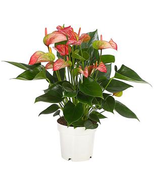 Flamingoblume - Anthurium andreanum 'Livium'
