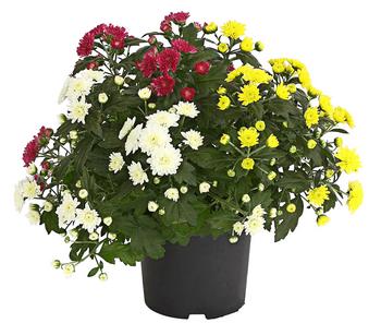 Herbst Chrysanthemen-Trio