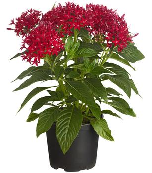 Fünfzahlstrauch - Pentas lanceolata, verschiedene Farben