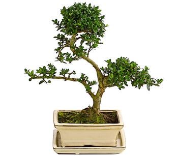 Outdoor-Bonsai Japanische Stechpalme - Ilex crenata