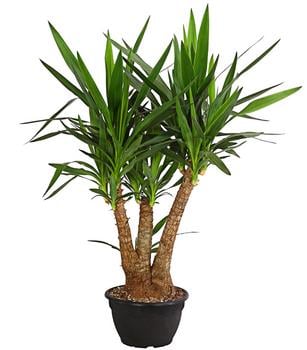 Yucca-Palme - Yucca elephantipes, verzweigt von Dehner, Grün