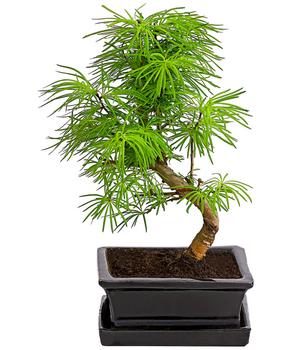 Outdoor-Bonsai Goldlärche - Pseudolarix amabilis