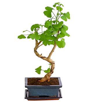 Outdoor-Bonsai Ginkgobaum - Ginkgo biloba von Dehner, Hellgrün Keramik