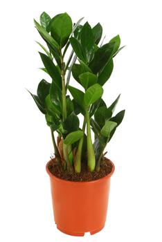 Glücksfeder - Zamioculcas zamiifolia von Dehner, Grün