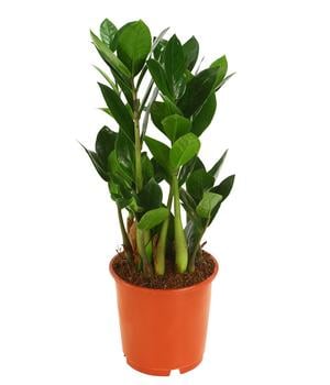 Glücksfeder - Zamioculcas zamiifolia