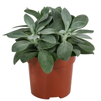 Kreuzkraut - Senecio cephalophorus