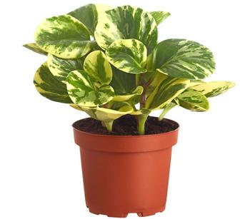 Peperomie - Peperomia obtusifolia variegata 'Golden Genua'