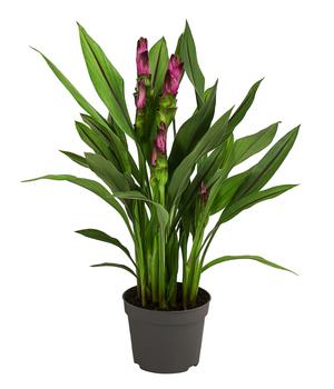 Indische Safranwurz - Curcuma alismatifolia