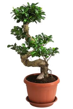 Chinesische Feige - Ficus microcarpa 'Ginseng', S-Form