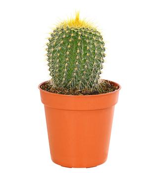 Notocactus - Parodia leninghausii