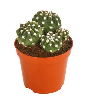Seeigelkaktus - Echinopsis multiplex