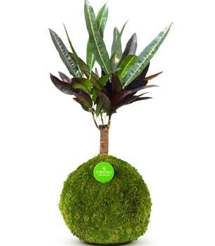 Kibonu Wunderstrauch - Codiaeum variegatum 'Yelda'