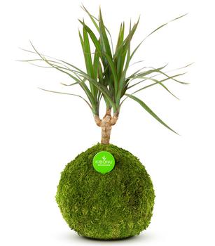 Kibonu Drachenbaum - Dracaena 'Galaxia'