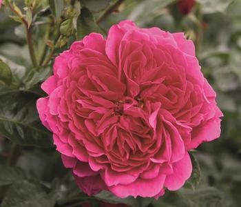 Nostalgie®-Strauchrose 'Soul®'