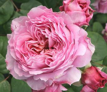 Nostalgie -Edelrose 'Eisvogel ' von Dehner, Lavendel