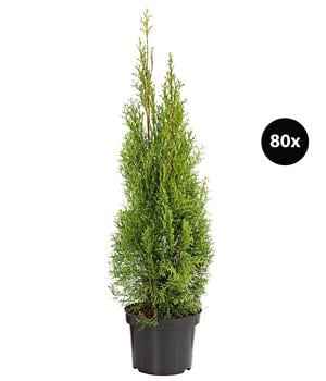 24 Meter Lebensbaum 'Smaragd', 80 x ca. 60-80 cm