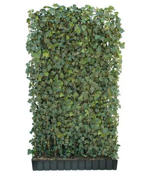 Hecke am laufenden Meter 'Woerneri' - Efeu, ca. 200 cm, Dunkelgrün