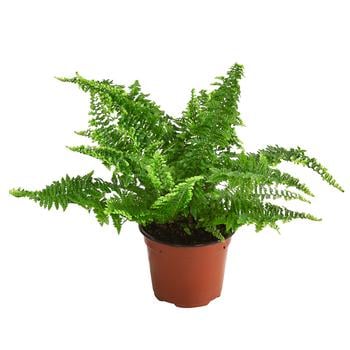 Schwertfarn - Nephrolepis exaltata 'Corditas'