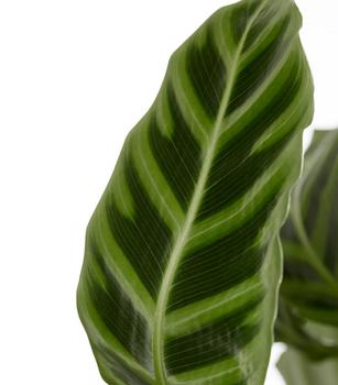 Korbmarante - Calathea zebrina | Dehner