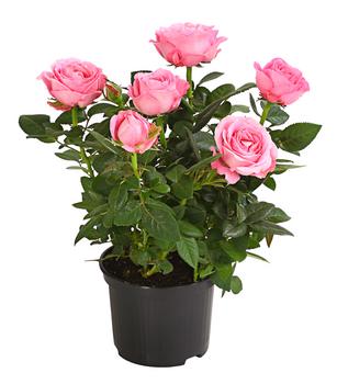 Topfrose - Rosa chinensis 'Infinity'