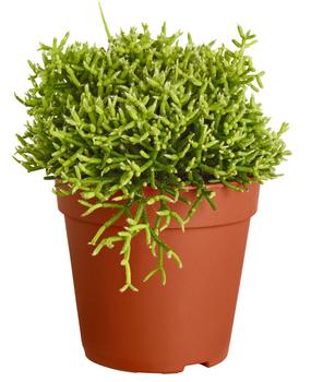 Binsenkaktus - Rhipsalis cultivars, verschiedene Sorten