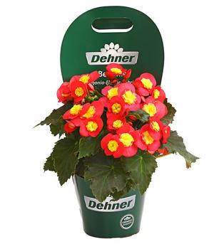 Begonie - Begonia 'Valentino'