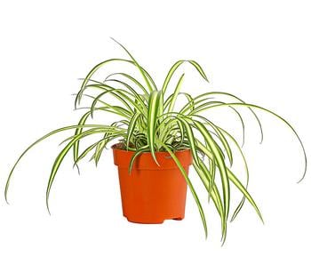 Grünlilie - Chlorophytum comosum 'Atlantic'