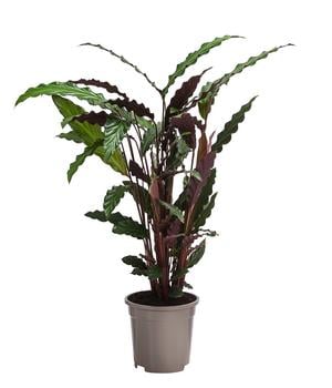 Korbmarante - Calathea rufibarba