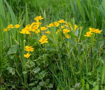 3 x Sumpfdotterblume, Gelb - Mindestbestellmenge: 3 Stk.