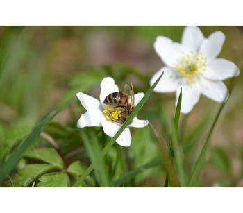 Sumpfdotterblume