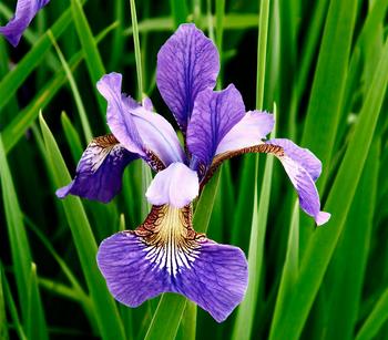 3 x Blaue Sumpf-Iris, Lila / Gelb Weiß - Mindestbestellmenge: 3 Stk.