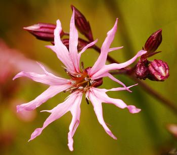 Kuckucksnelke - Lichtnelke Kuckucks-Lichtnelke, Zartrosa / Rosa
