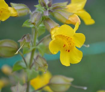 3 x Gelbe Gauklerblume - Mindestbestellmenge: 3 Stk.