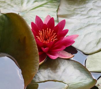 Seerose, ca. Ø11 cm, Rot