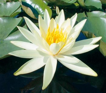 Dehner Aqua Seerose, Weiß