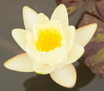 Seerose, ca. Ø11 cm, Gelb