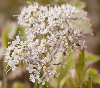 Röhriger Wasserfenchel 'Flamingo'